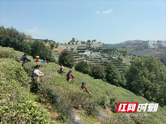 图片1_92332图片1