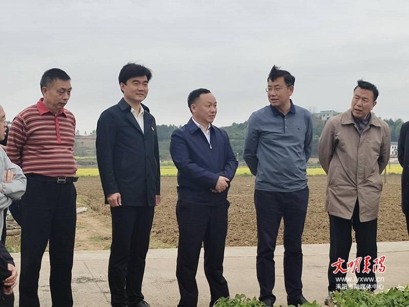 耒阳市人民政府门户网站-陆冬生督导烤烟移栽工作