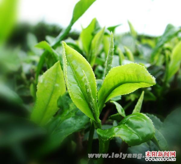 20141230162324940351.jpg 20141230162324940351.jpg